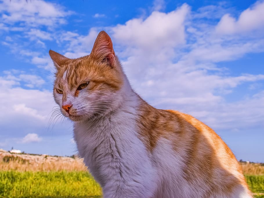 cat, stray, animal, nature, mammal, outdoor, pets, domestic, domestic animals, one animal