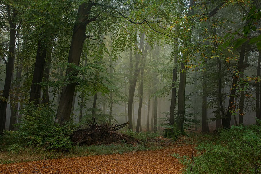 bosque, niebla, naturaleza, árboles, otoño, verde, árbol, planta, tierra, tranquilidad
