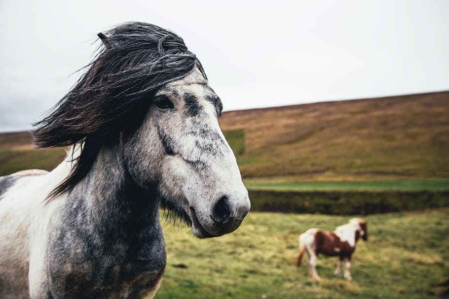 two, long, haired horses, field, one, blurred, background, animal, farm, farmland