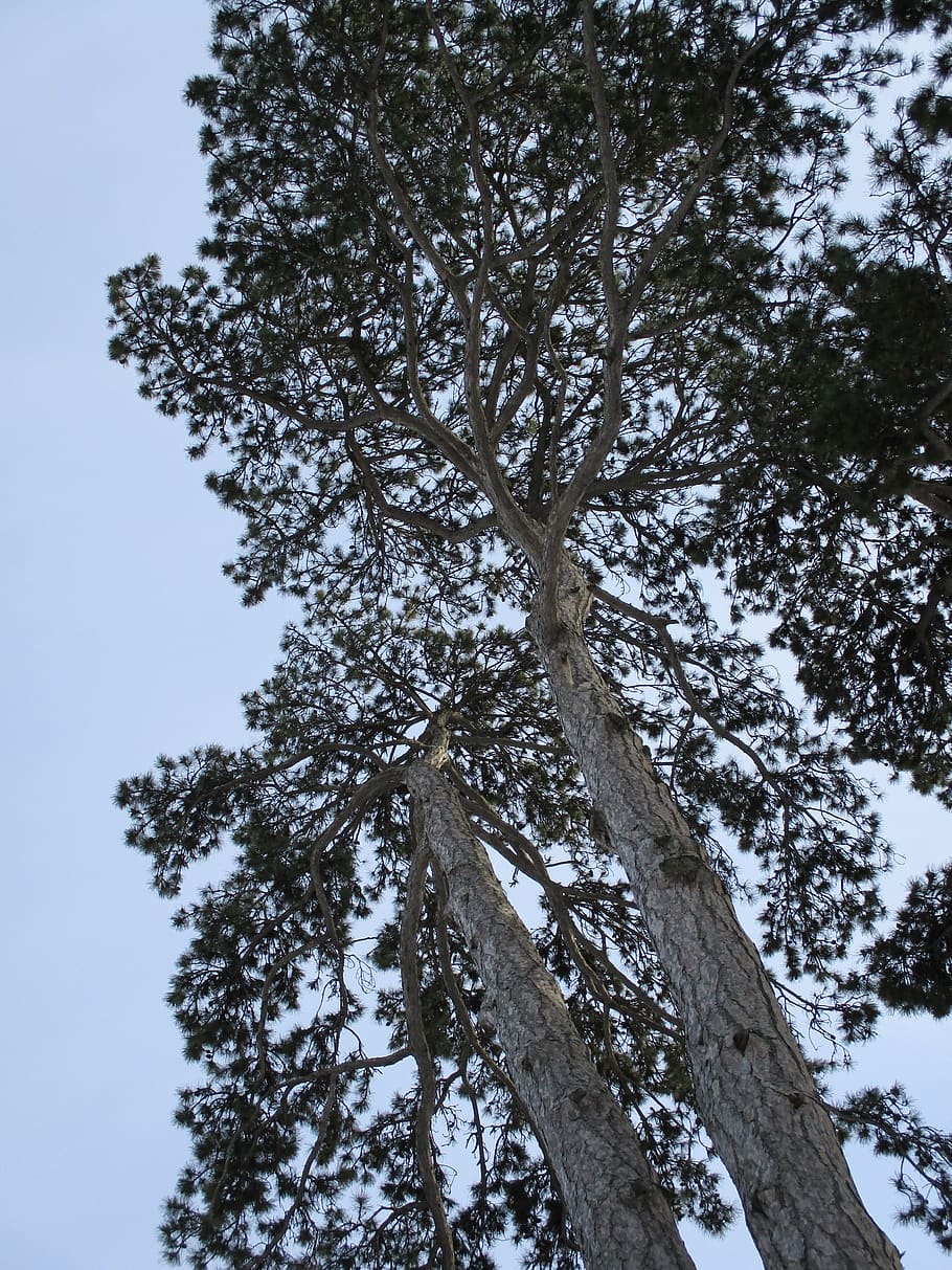 pine, black pine, tree, conifer, pinus, park tree, plant, low angle view, sky, nature