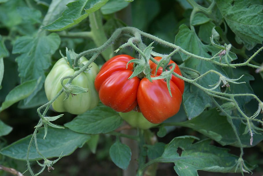 tomatoes, riesen, appetizing, vegetables, red, mature, food and drink, food, vegetable, freshness