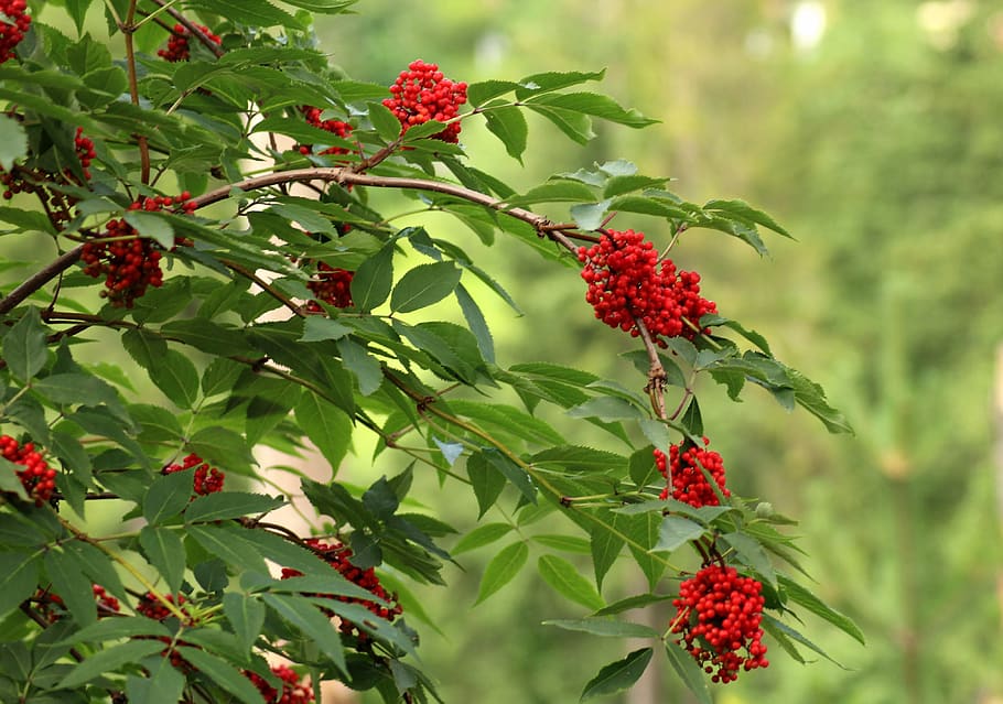 sorbus aucuparia, vegetation, bush, tree, red fruits, the environment, plant, nature, plant part, leaf