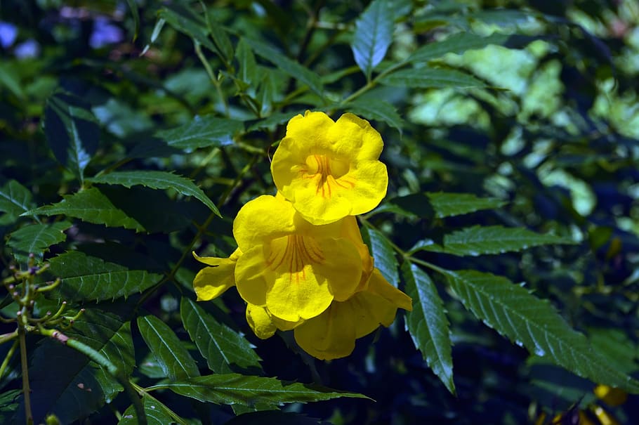 yellow trumpetbush, desert, wildflower, yellow, nature, bloom, wildflowers, flower, blossom, plant