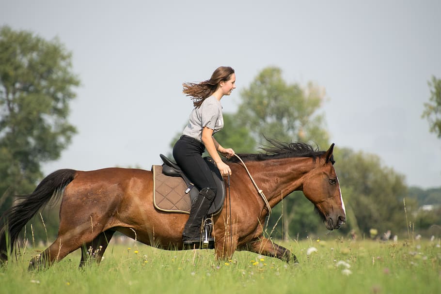 horse, cavalry, grass, reiter, mammal, sitting, meadow, ride, gallop, neck ring