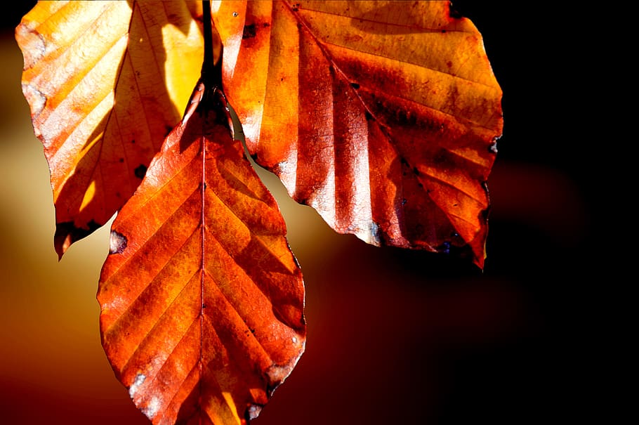 leaves, hornbeam, hornbeam leaves, autumn, fall foliage, color, autumn colours, fall color, coloring, colorful