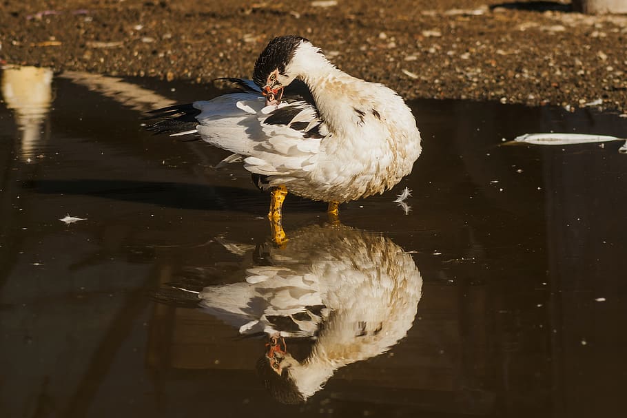 farm, duck, nature, plumage, ducklings, cute, spring, lake, animal, feather