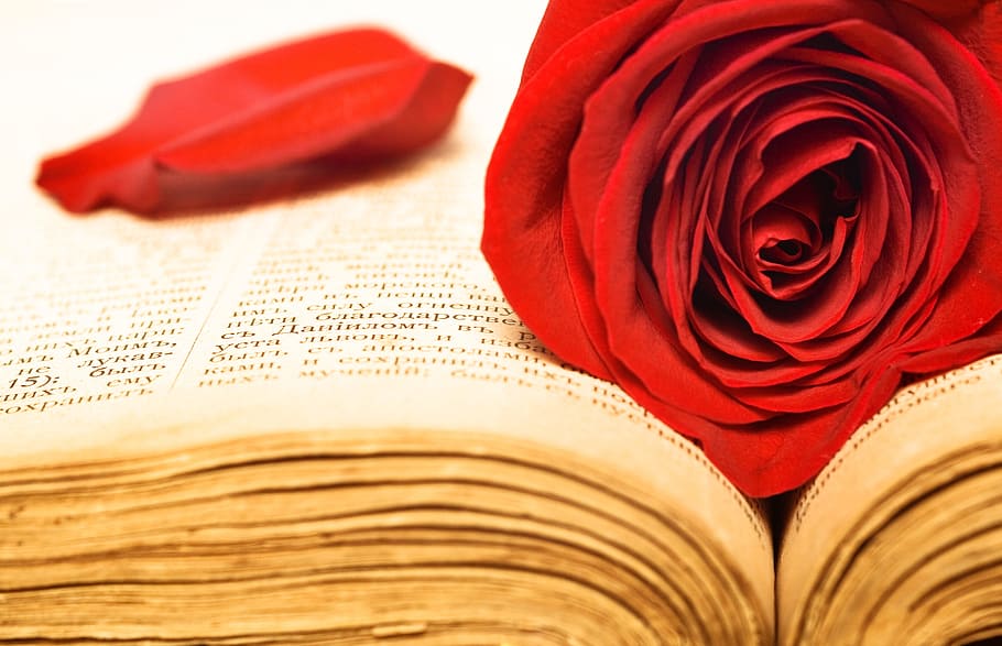 rosa, libro, evangelio, escritura, primer plano, follaje, teología, floral, orar, rojo