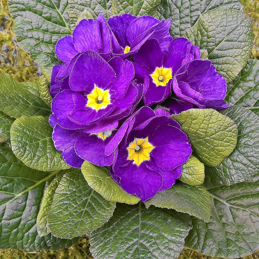 primrose, spring flower, potted plant, early bloomer, blue-violet flowers, yellow pollen tubes, garden, splash of color, spring, spring awakening