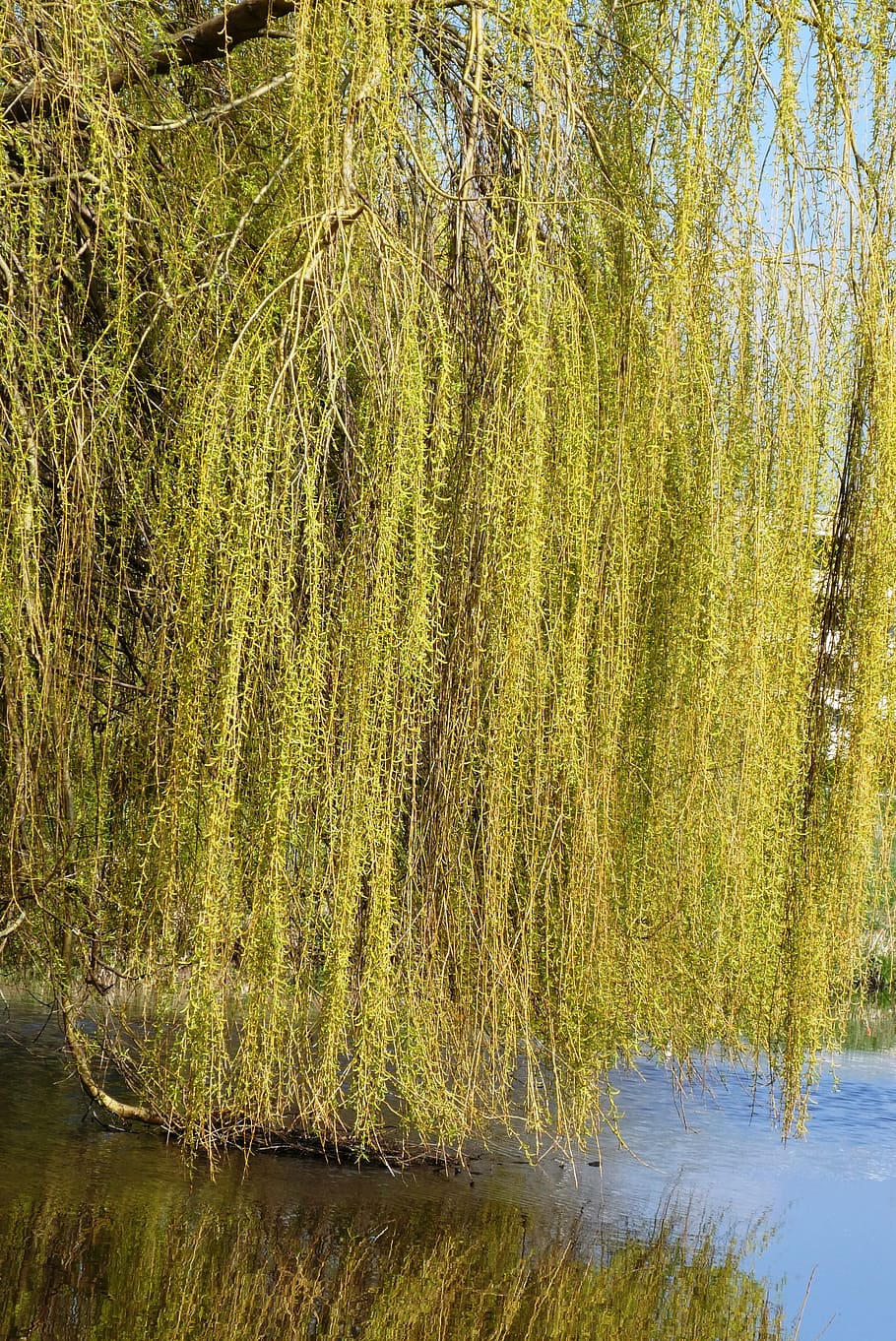 weeping willow, branches, branch, nature, ditch, background, vegetable, green, plant, tree