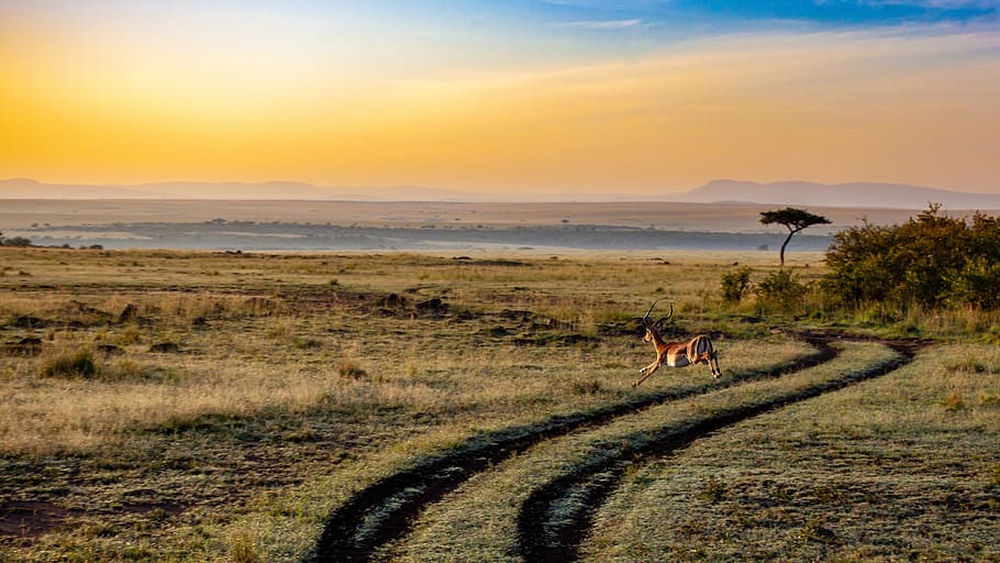 antelope, sunset, kenya, dusk, mammal, africa, landscape, safari, nature, mood