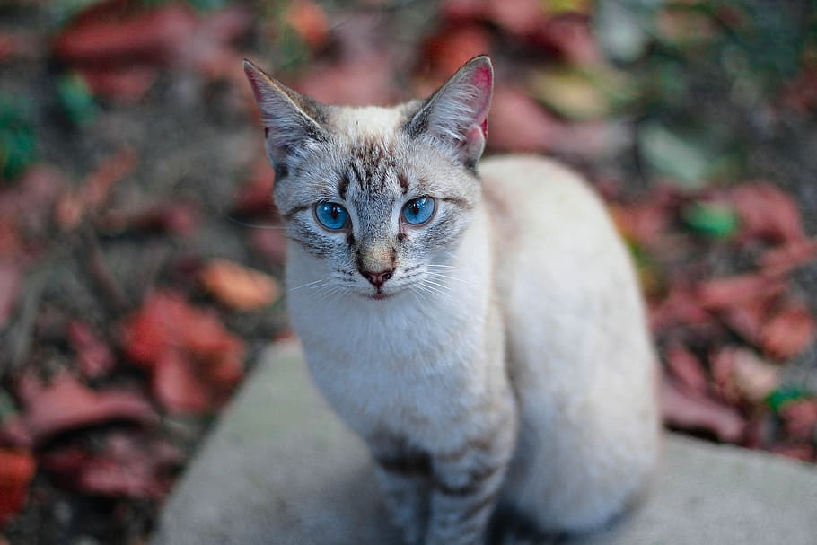 cats, blue eyes, feline, pet, white, cute, portrait, hairy, nature, soft