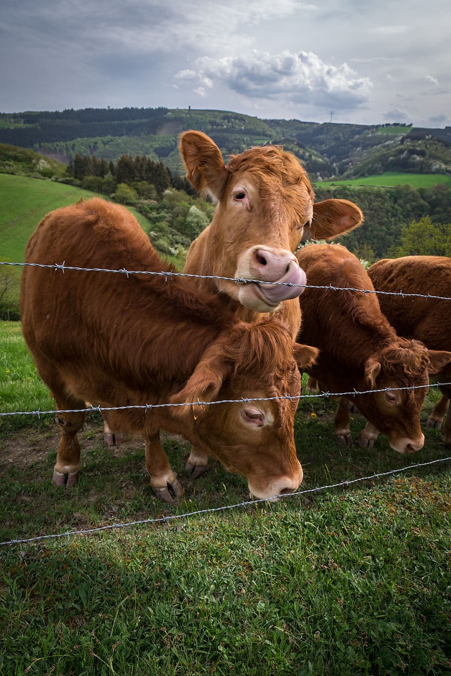 cattle, animal, farm, pasture, agriculture, nature, rural, grass, beef, mammal