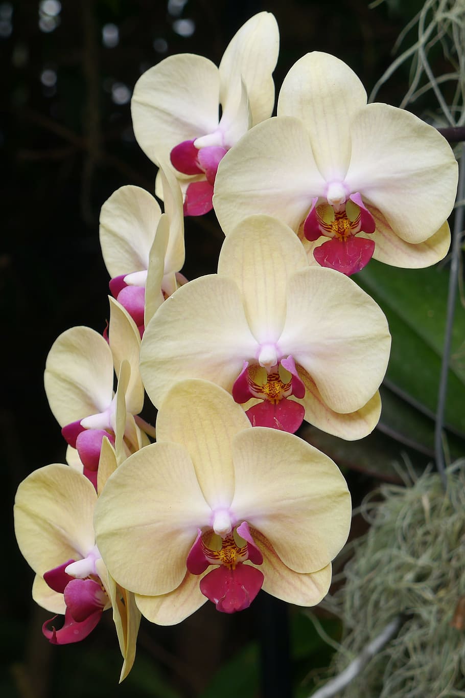 amarillo, flores de orquídeas Phalaenopsis, brote, orquídeas de polilla, floración, invernadero, invierno, orquídea amarilla de Phalaenopsis, orquídeas amarillas, planta de orquídea amarilla