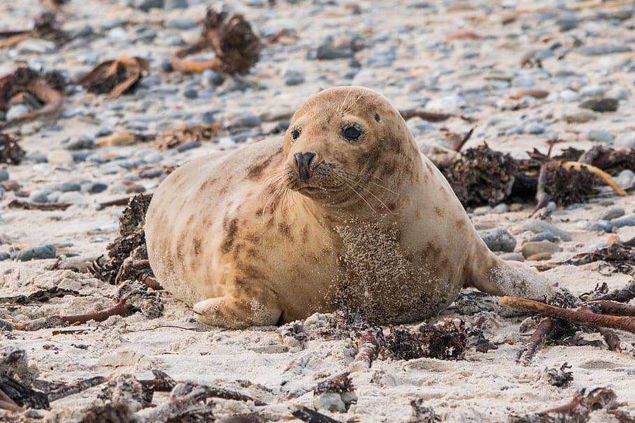 robbe, grey seal, helgoland, dune, sand, beach, nature, animal, animal world, mammal