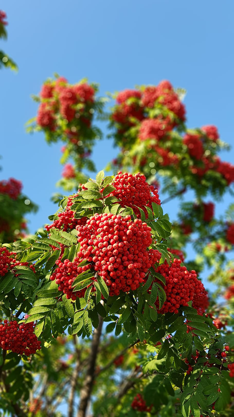 autumn, rowan, tree, leaves, nature, september, red, berry fruit, plant, growth