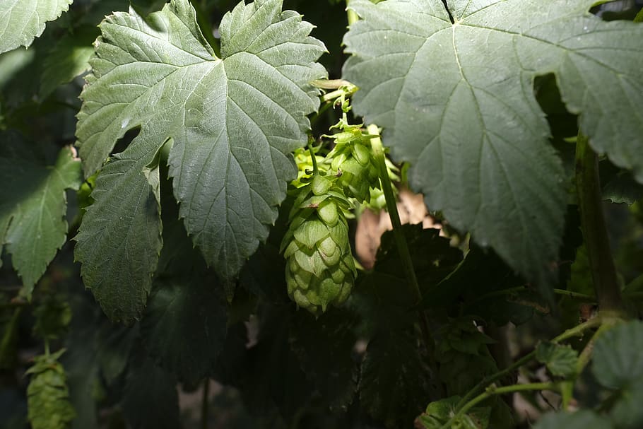 hops, hops flower, hop plant, spice, beer, brew, brewery, brewmaster, leaf, plant part