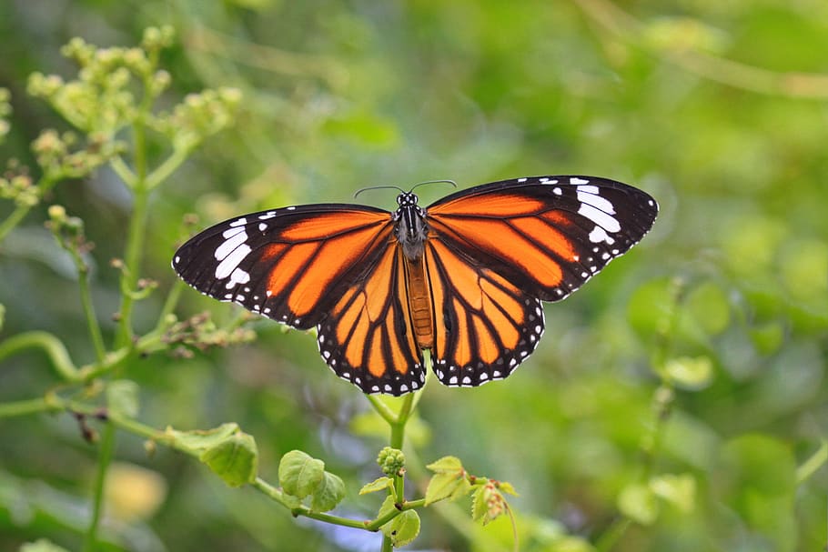 mariposa, mariposa monarca, macro, naturaleza, insectos, alas, mariposa: insecto, insecto, ala animal, invertebrado