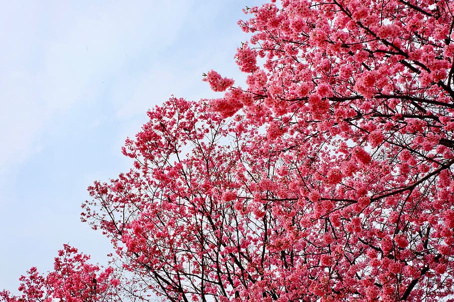 cherry blossom, pink, trees, full blooming, birds, spring, tree, plant, low angle view, flower
