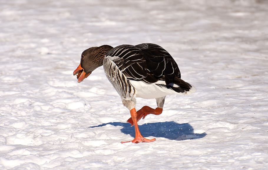 goose, bread, running away, funny, snow, winter, cold, water bird, animal world, head