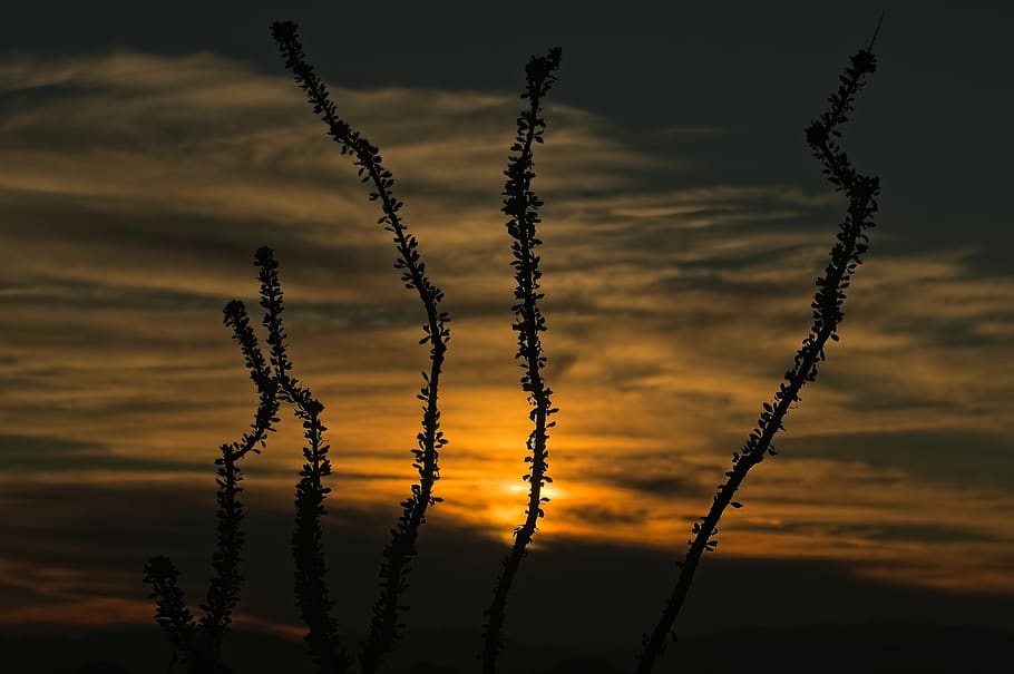 ocotillo sunset, sunset, ocotillo, new, mexico, twilight, oliver, lee, memorial, state