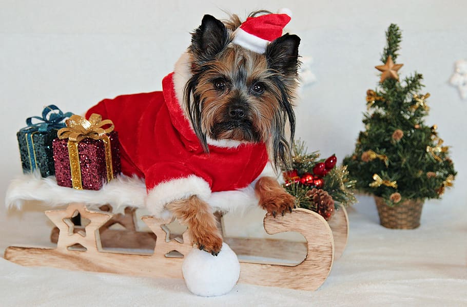 йоркширский терьер, собака, рождество, санки, санта клаус, милый, Рождество, праздник, домашние животные, день отдыха