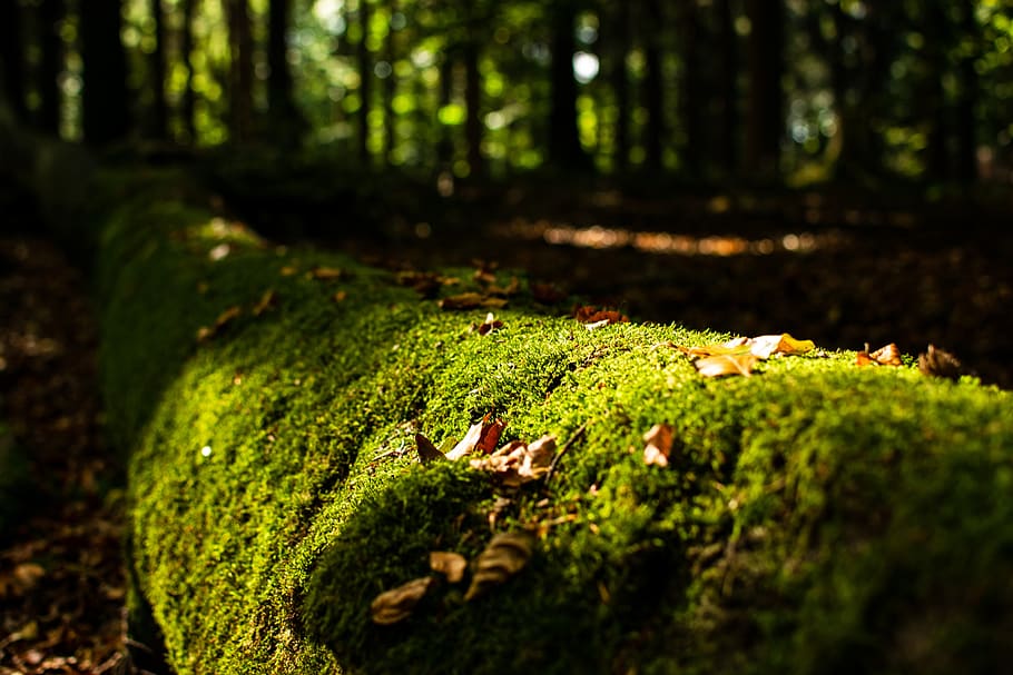 lumut, log, hutan, hijau, alam, musim gugur, kayu, pohon, suku, lanskap