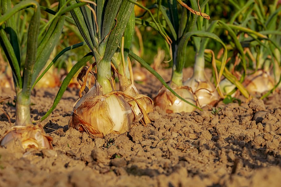onion, arable, field, onion field, leek, vegetable garden, series, cultivation, agricultural, harvest time