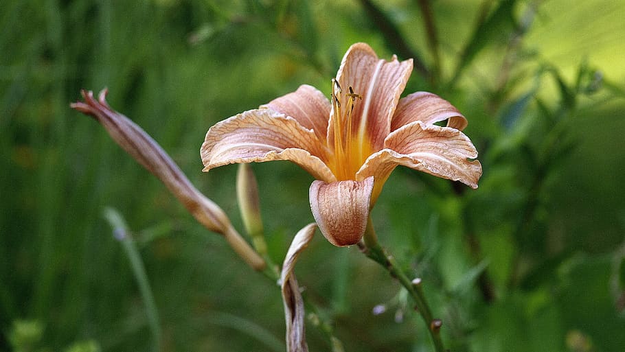 Nature Iris Flower.