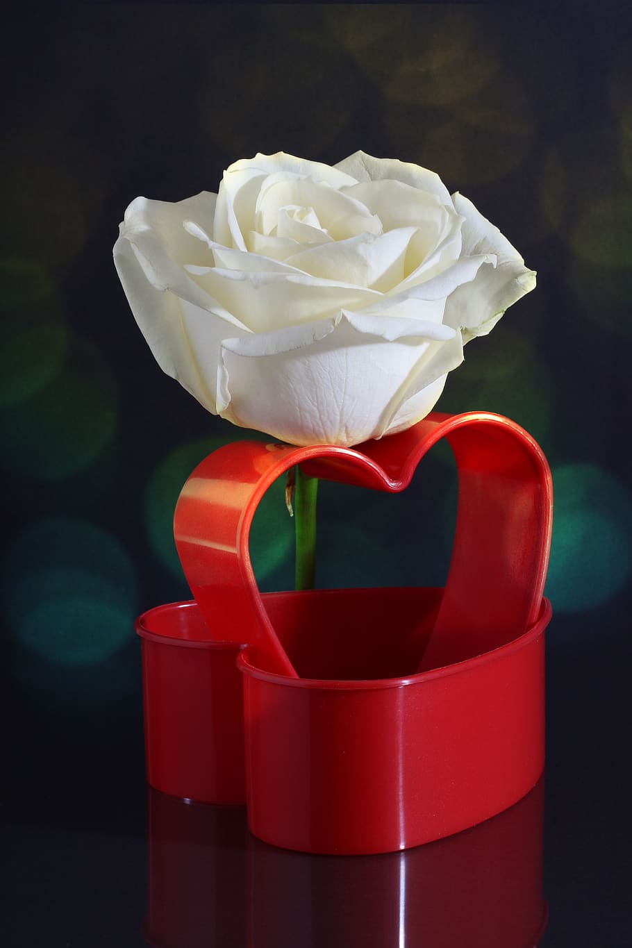 rose, white, heart, red, heart shape, love, affection, romantic, bokeh, light