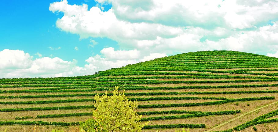 kebun anggur, -, lembah douro, pertanian, douro, hijau, lanskap, alam, portugal, anggur