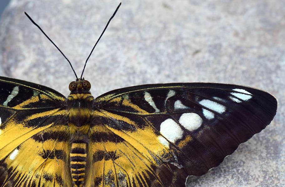 butterfly, insect, wing, nature, butterflies, beautiful, probe, yellow, points, white