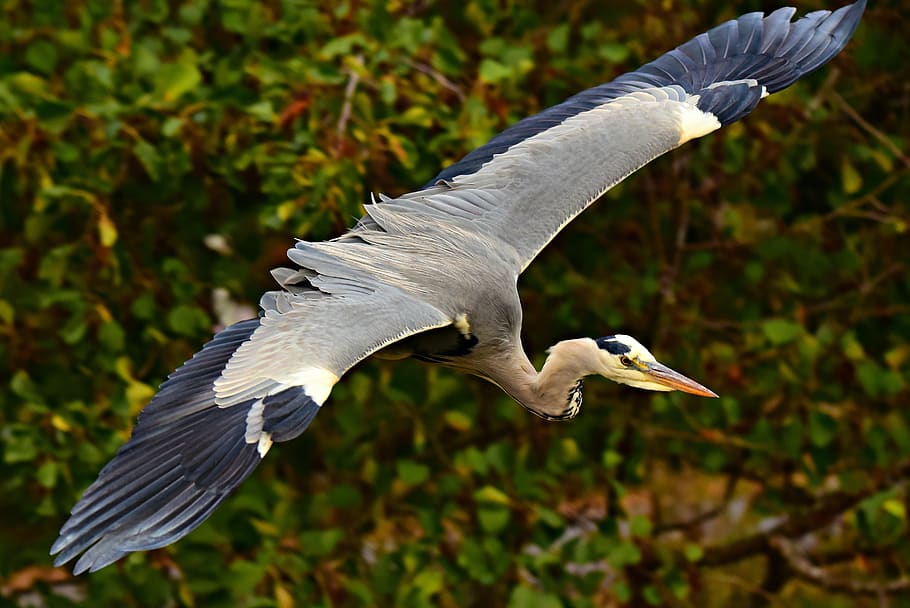 heron, wading bird, animal, predator, bird of prey, flight, mid air, wing, plumage, feather