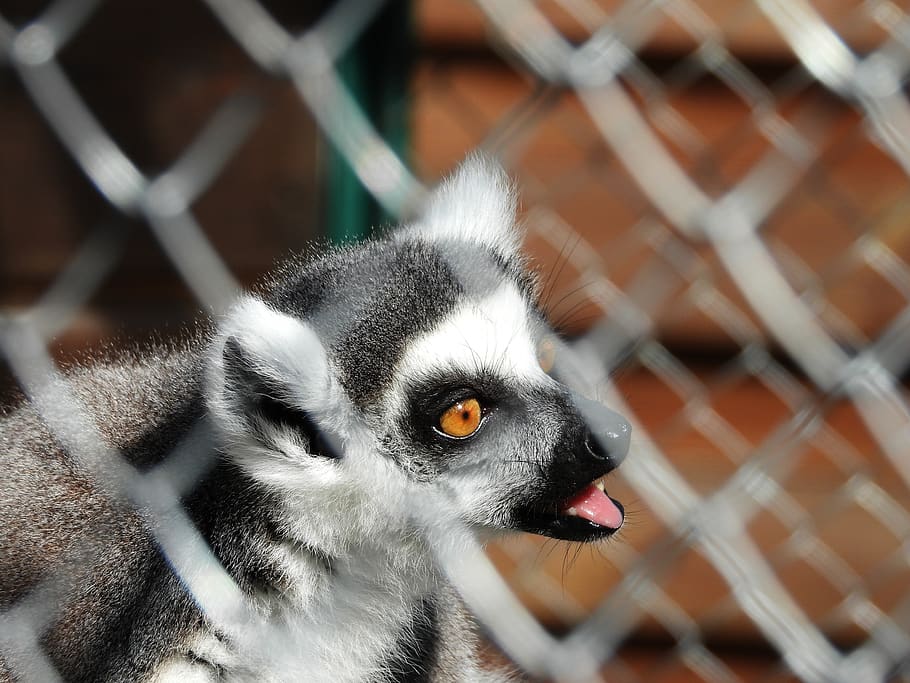 cage, bondage, mammal, lemur, animal themes, one animal, animal, fence, animal wildlife, animals in captivity