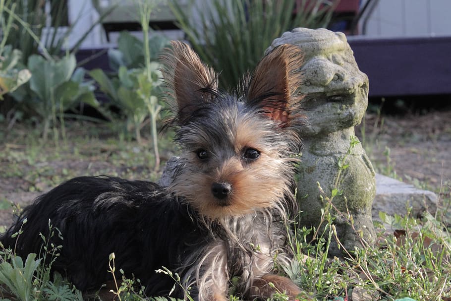yorkie, yorkshire, terrier, dog, puppy, cute, animal, breed, one animal, pets