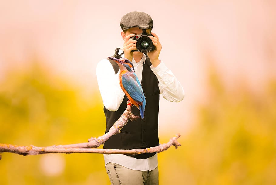 foto ilustração, fotógrafo tiroteio, pássaro., fotógrafo, pássaro, assistindo, natureza, aventura, câmera, gozo