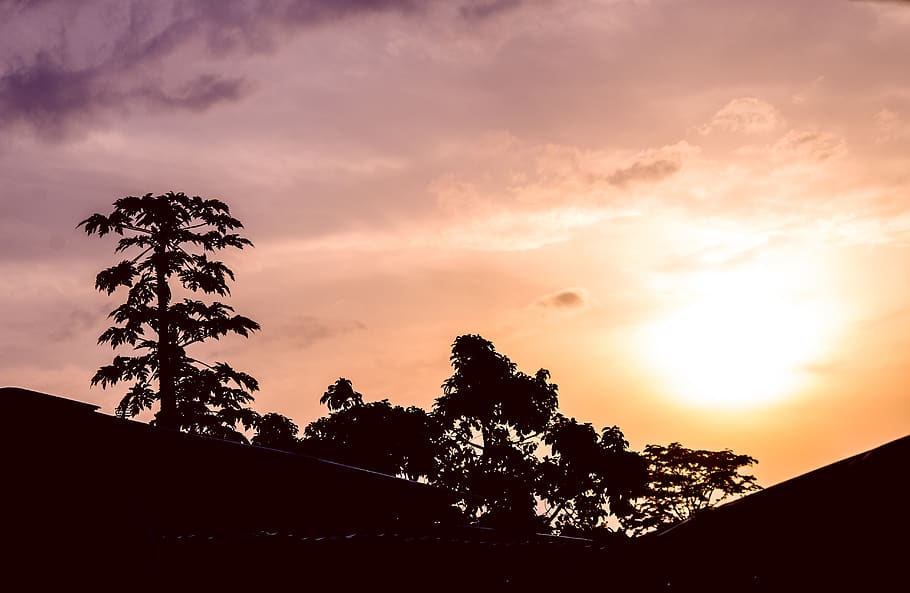 Libreville, matahari terbit, pepaya, pohon, matahari, rumah, gabon, langit, bayangan hitam, tanaman