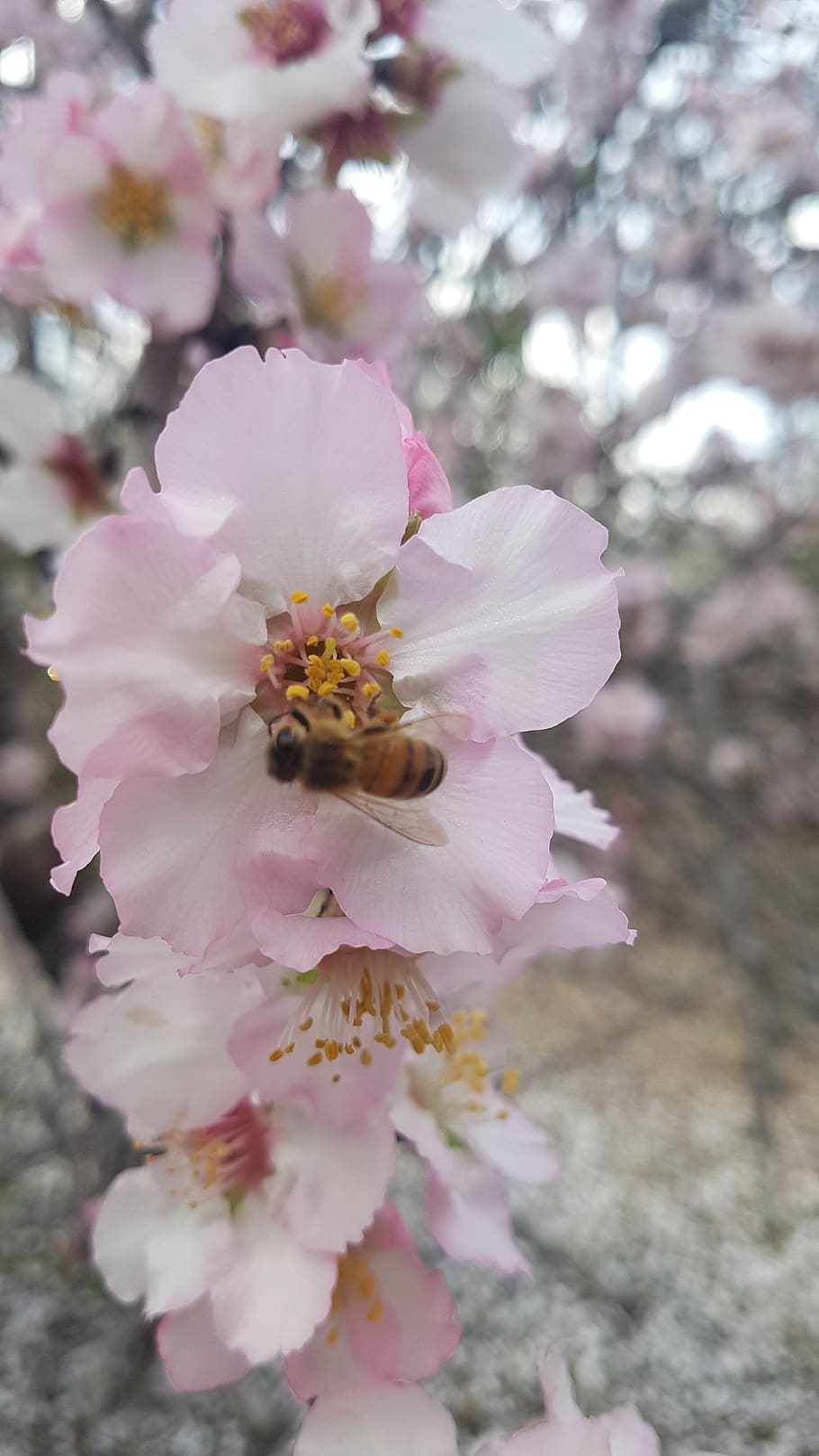 bee, flower, spring, almond, pollen, bloom, insect, summer, flora, nature
