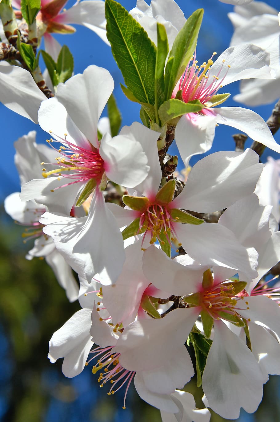 flor de primavera, natureza, flor, flora, branco, jardim, floresce em, beleza, bela, florescendo