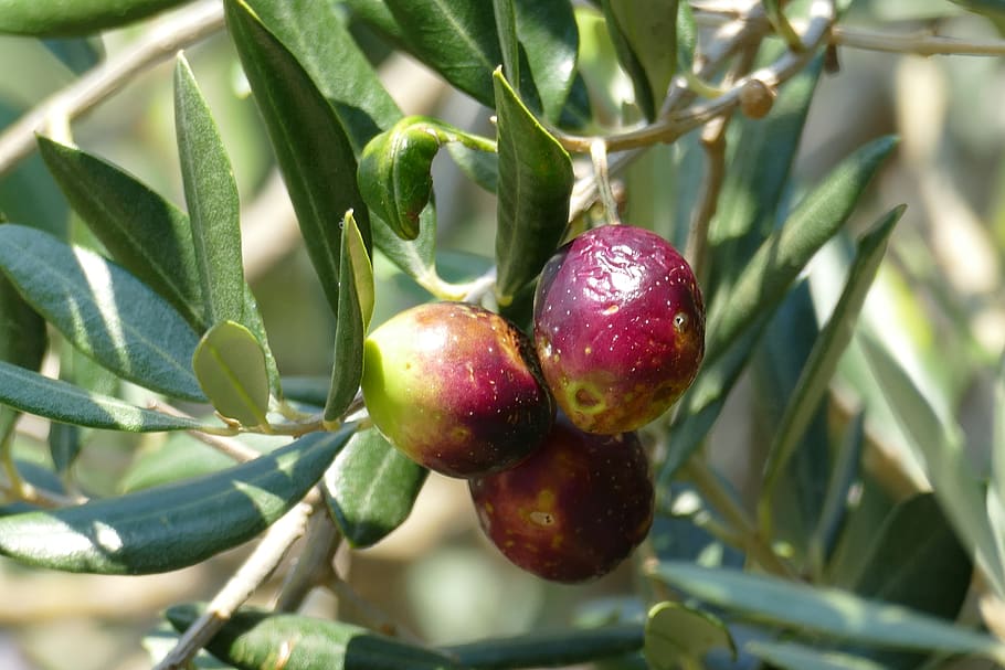 olive, olive tree, mediterranean, olive leaf, fruit, healthy eating, food and drink, food, plant, growth