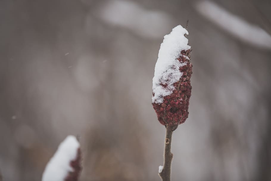 close, snow, covered, sumac branch, blurred, background, shrub, leaf, red, season