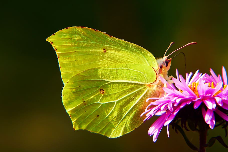borboleta de enxofre listkowiec, dia da borboleta, antenas, asas, animais, natureza, na corte de, invertebrados, artrópodes, planta