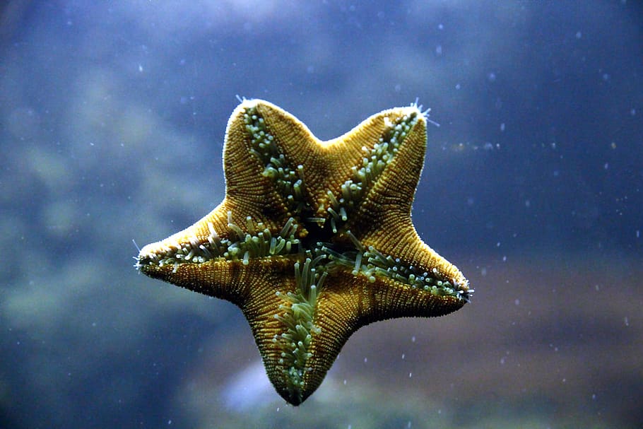 estrela do mar, dentro, pernas, aquário, arrasta-se, água, embaixo da agua, mar, natureza, bespozvonochnoe