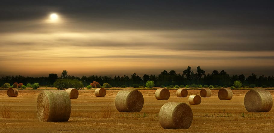 hay bales, harvest, summer, field, landscape, countryside, pasture, hay, bale, agriculture
