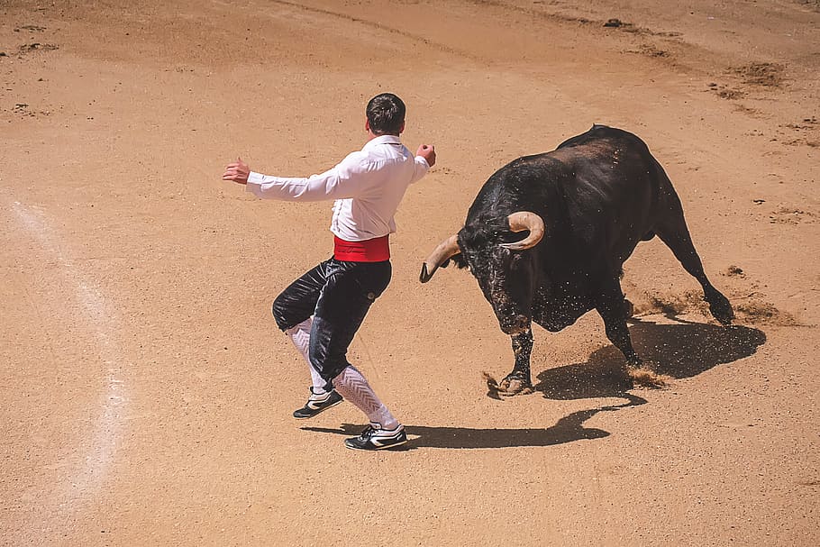 bullfighting in madrid, various, madrid, spain, mammal, full length, one person, sport, domestic animals, lifestyles