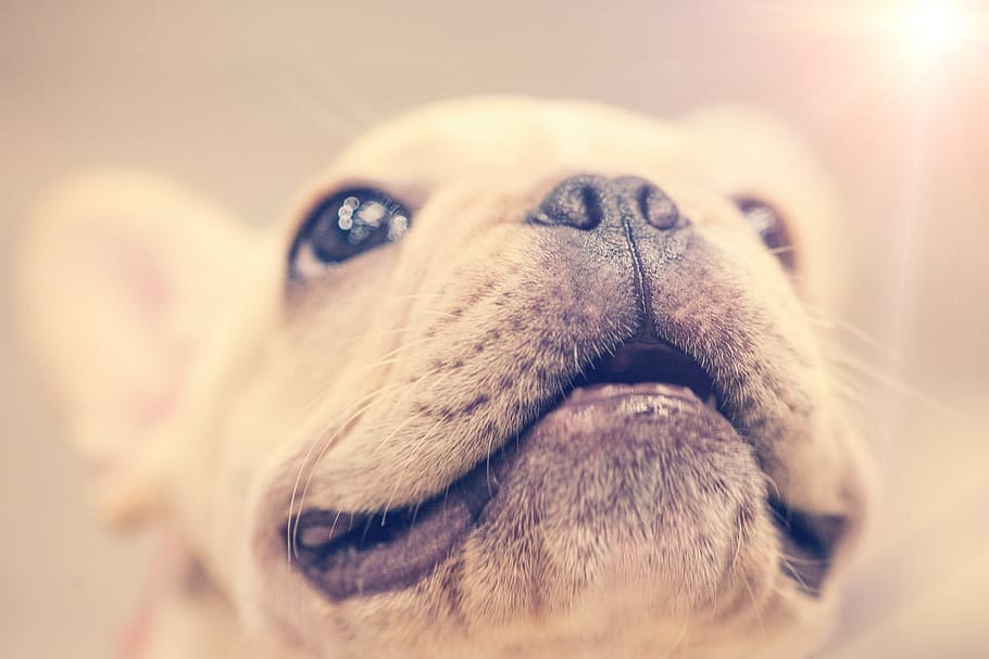 cachorro, sonrisa, primer plano, perro, animal, mascota, ojos pequeños, grandes, nariz, orejas