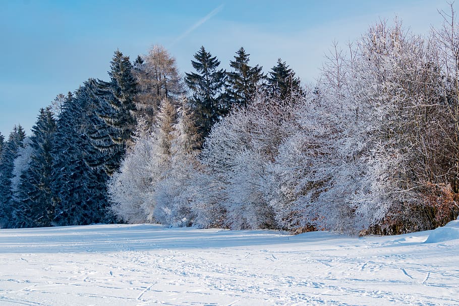 winter, wintry, snow, nature, trees, hoarfrost, snowy, winter magic, snow landscape, winter mood