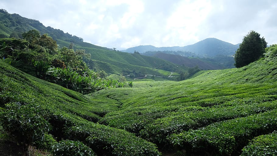 tea plantation, cameron highlands, malaysia, plantation, landscape, slopes, cultivation, leaf, tea leaves, agriculture