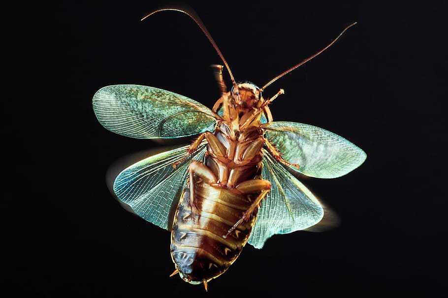 serangga, hitam, lalat, kumbang, sayap, entomologi, abu-abu, berbulu, menular, terisolasi