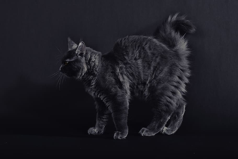 cat, tomcat, maine coon, black, kitten, fur, outline, back, grumpy, cute