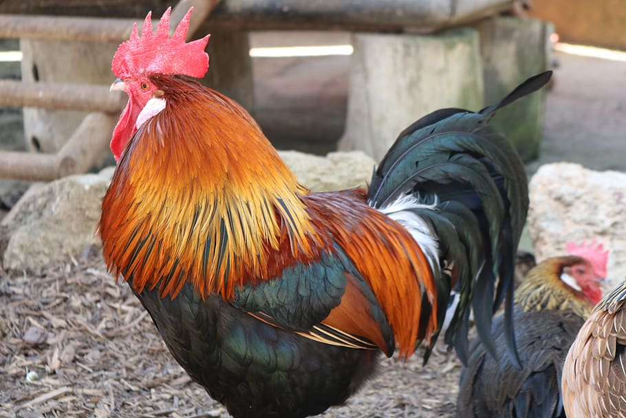 gallo, animal, animals, farm, chicken, birds, pen, plumage, red, male